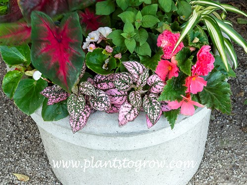 Splash Polka Dot Plant (Hypoestes phyllostachya)
